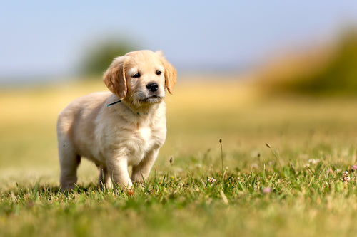 Orange Boy - 5 Weeks Old