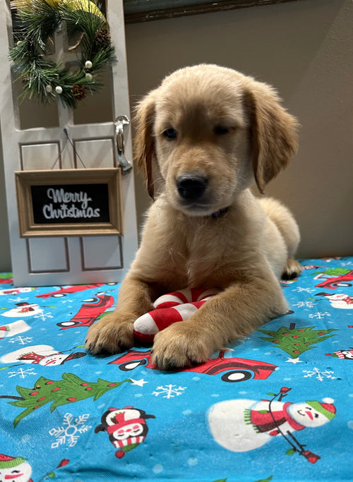 Puppy (Previous Litter)