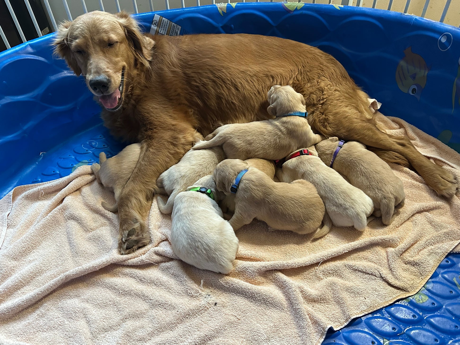 Puppies