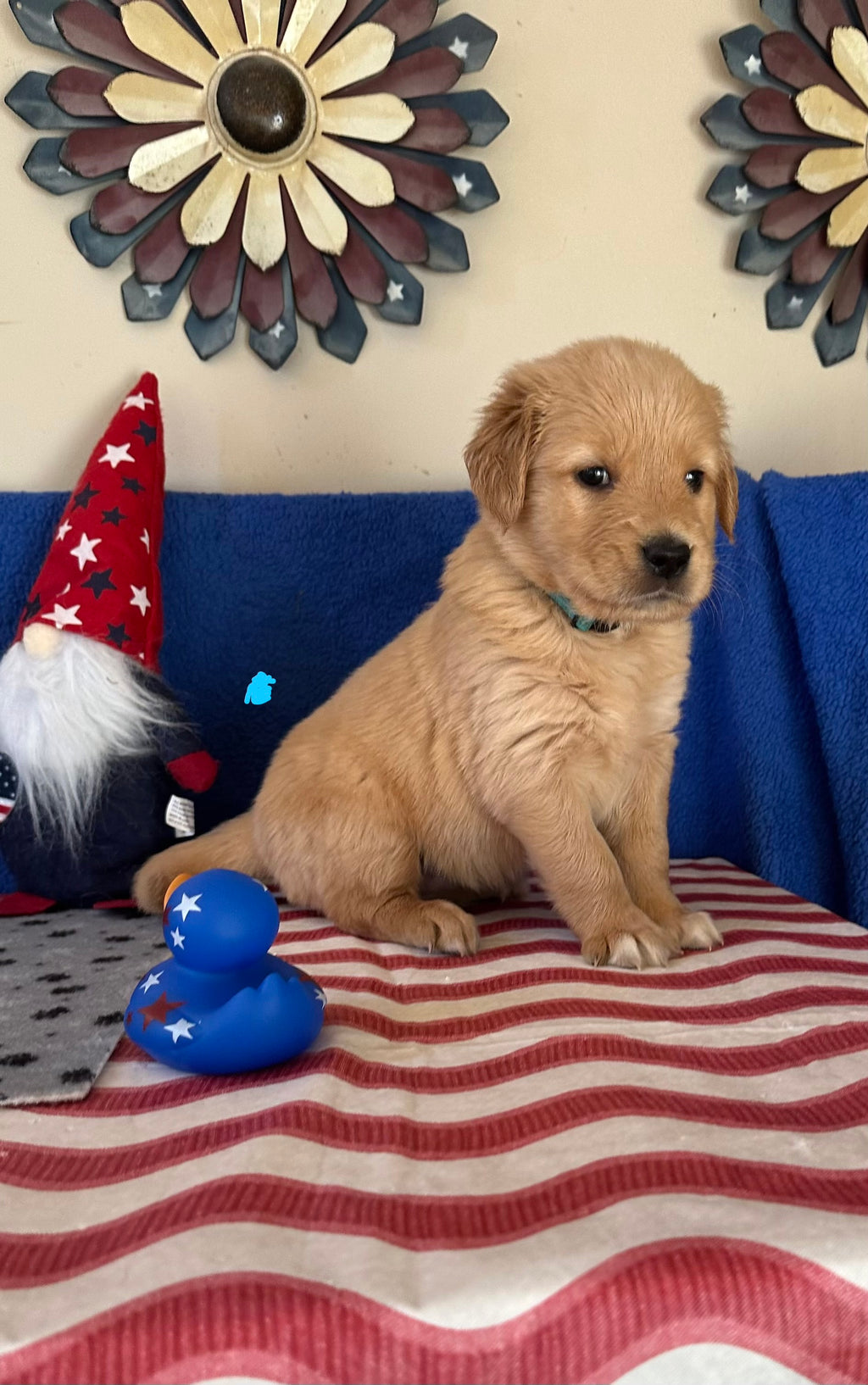 Puppies