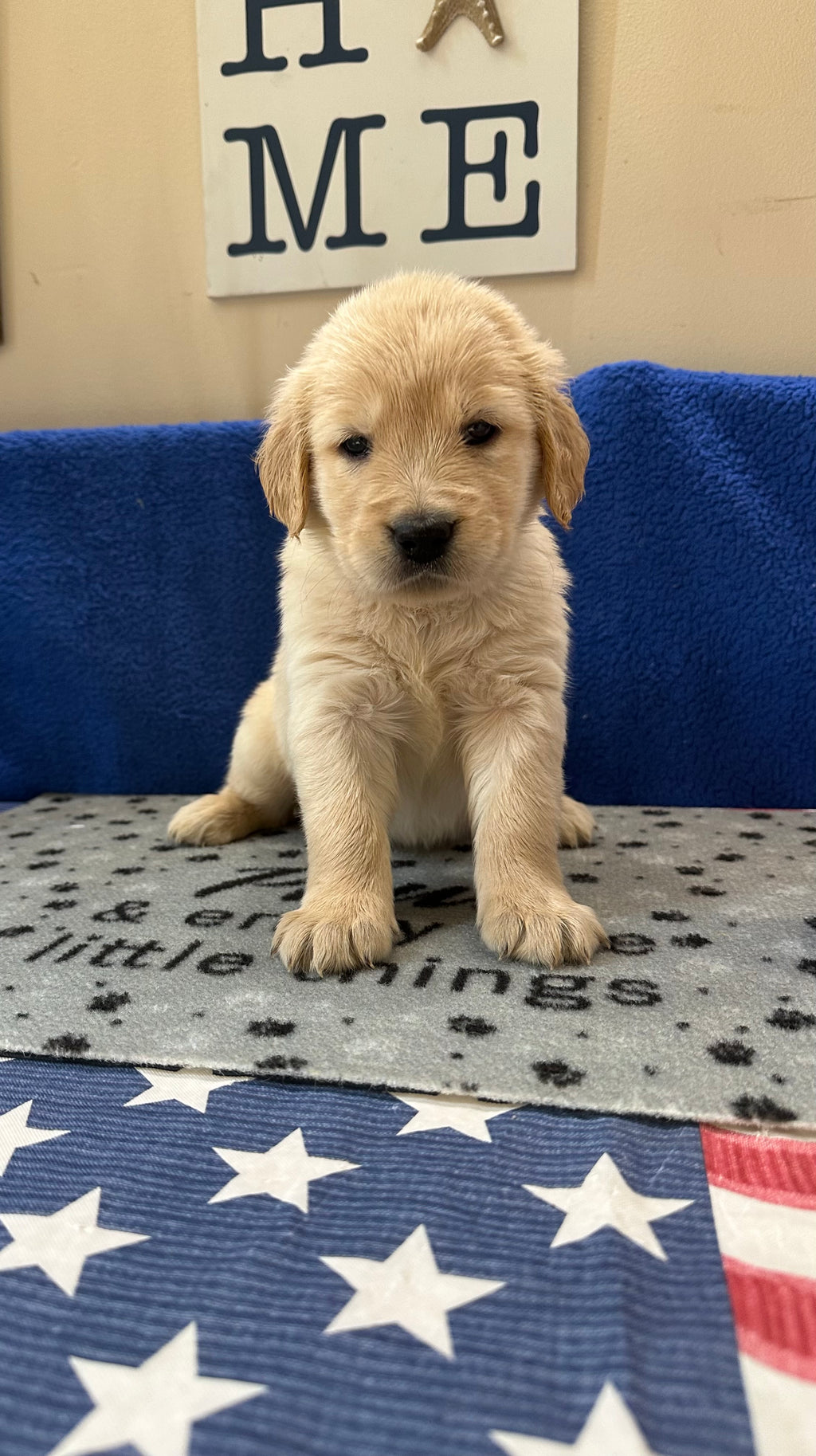 Puppies