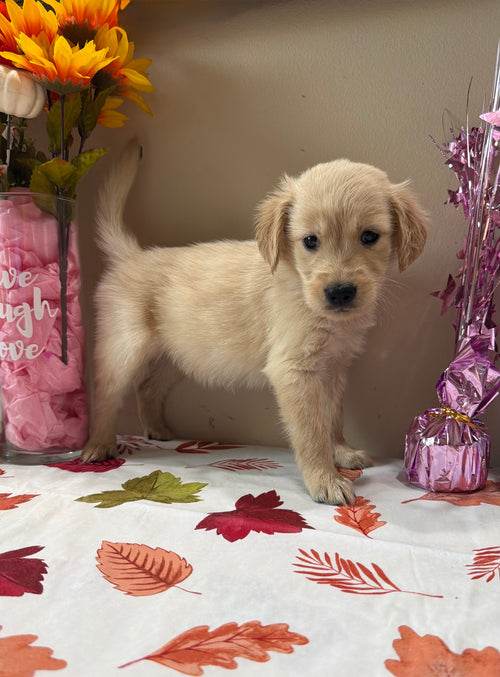 Lady’s Golden Retriever Puppies