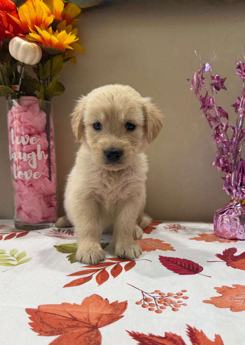 Lady’s Golden Retriever Puppies