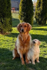 Mitchel & Bhagyashree Raut Rearick,    Zoey, May 2021 litter.                              Zara, January 2023 litter