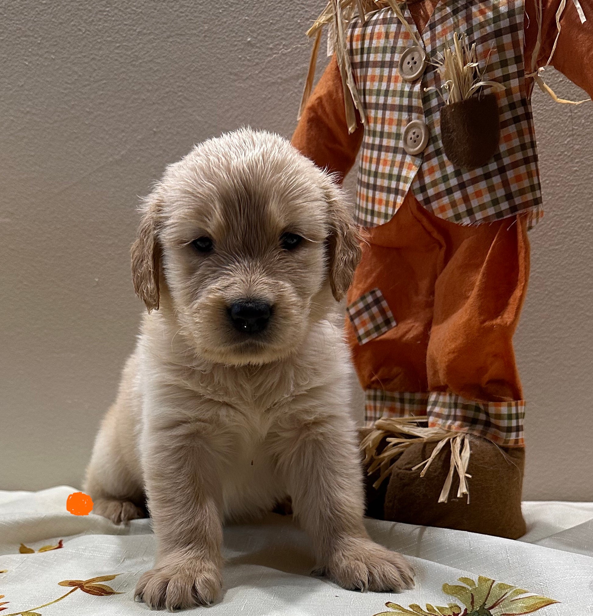 Puppies from Penny’s previous litter (Sold)