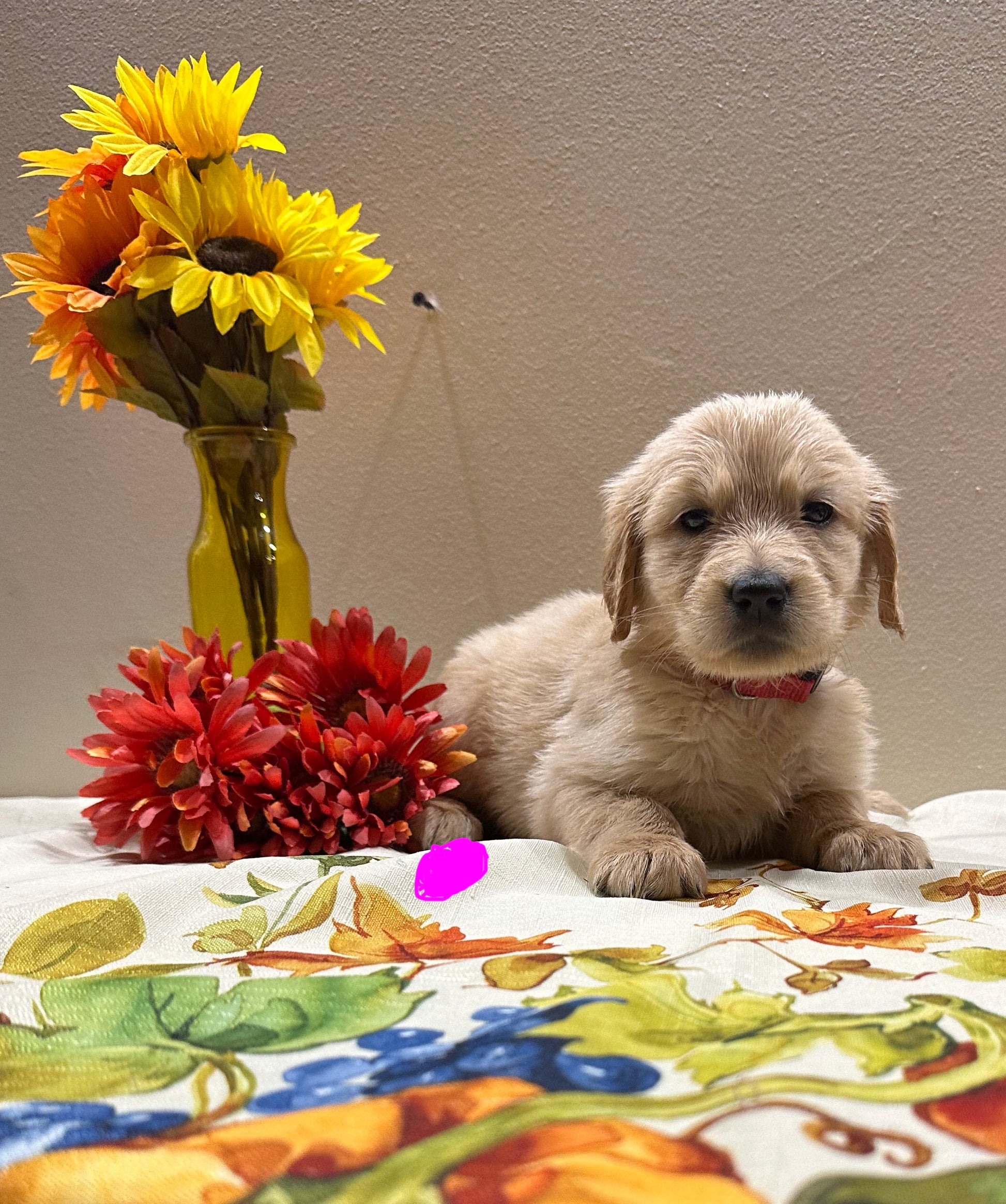 Puppies from Penny’s previous litter (Sold)