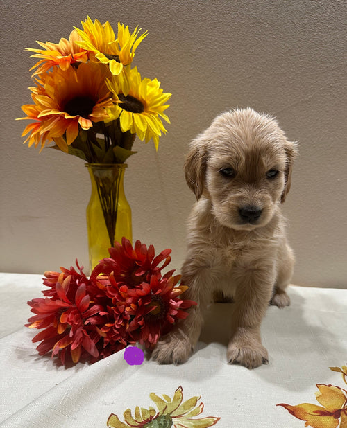 Puppies from Penny’s previous litter (Sold)