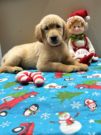 Puppy (Previous litter)