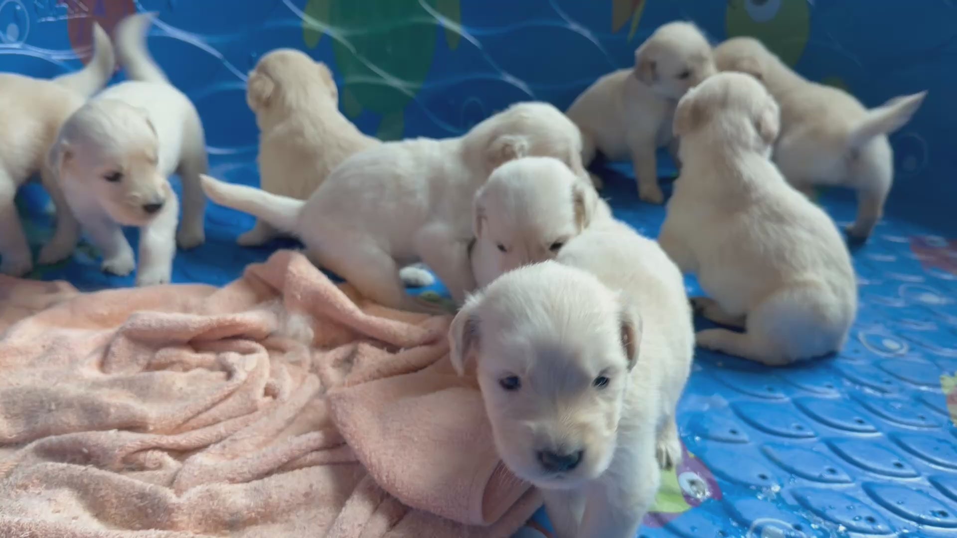 Puppies @ 3.5 weeks 